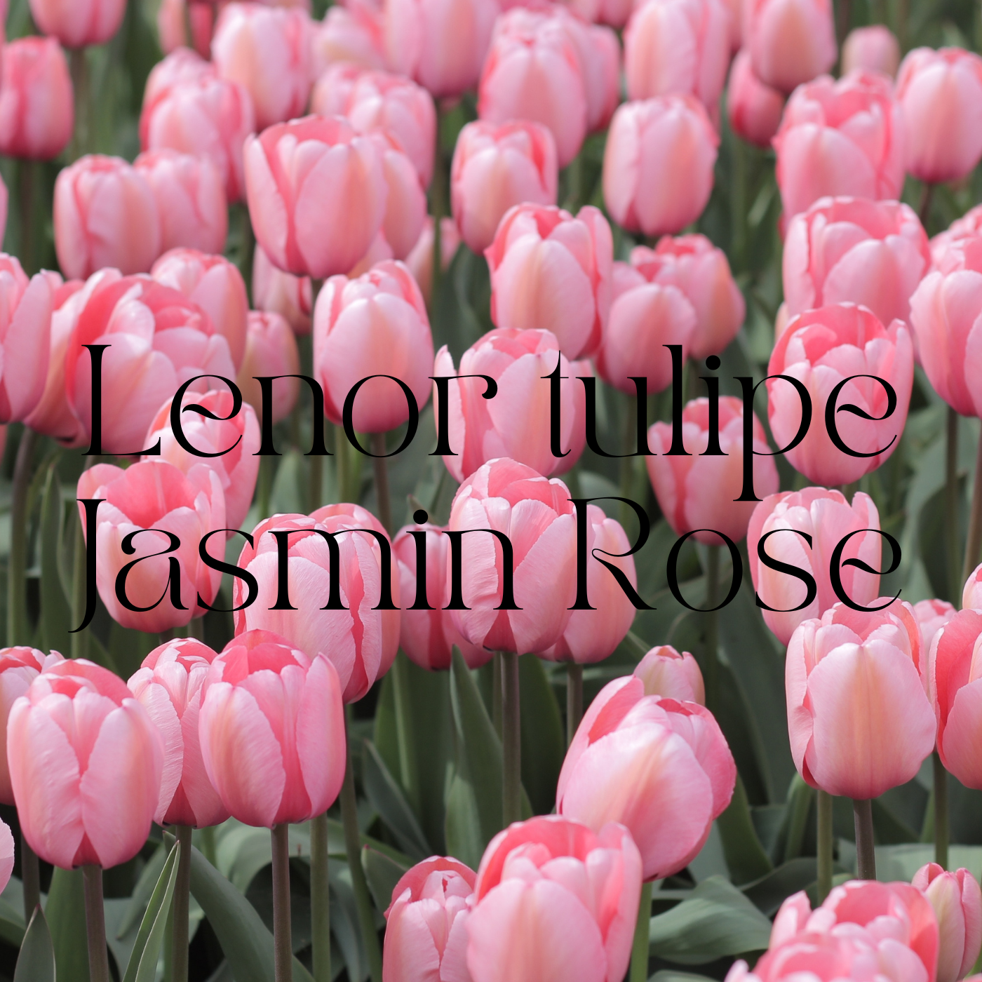 Fondants parfumés Cocooning