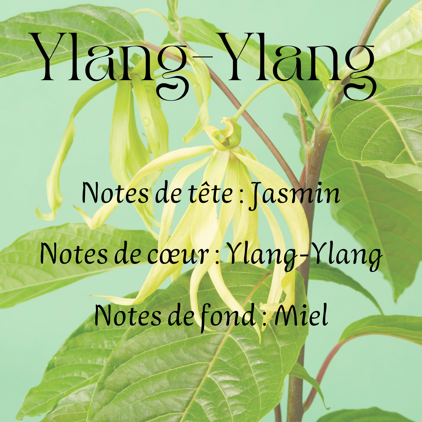 Fondants parfumés Fleuri