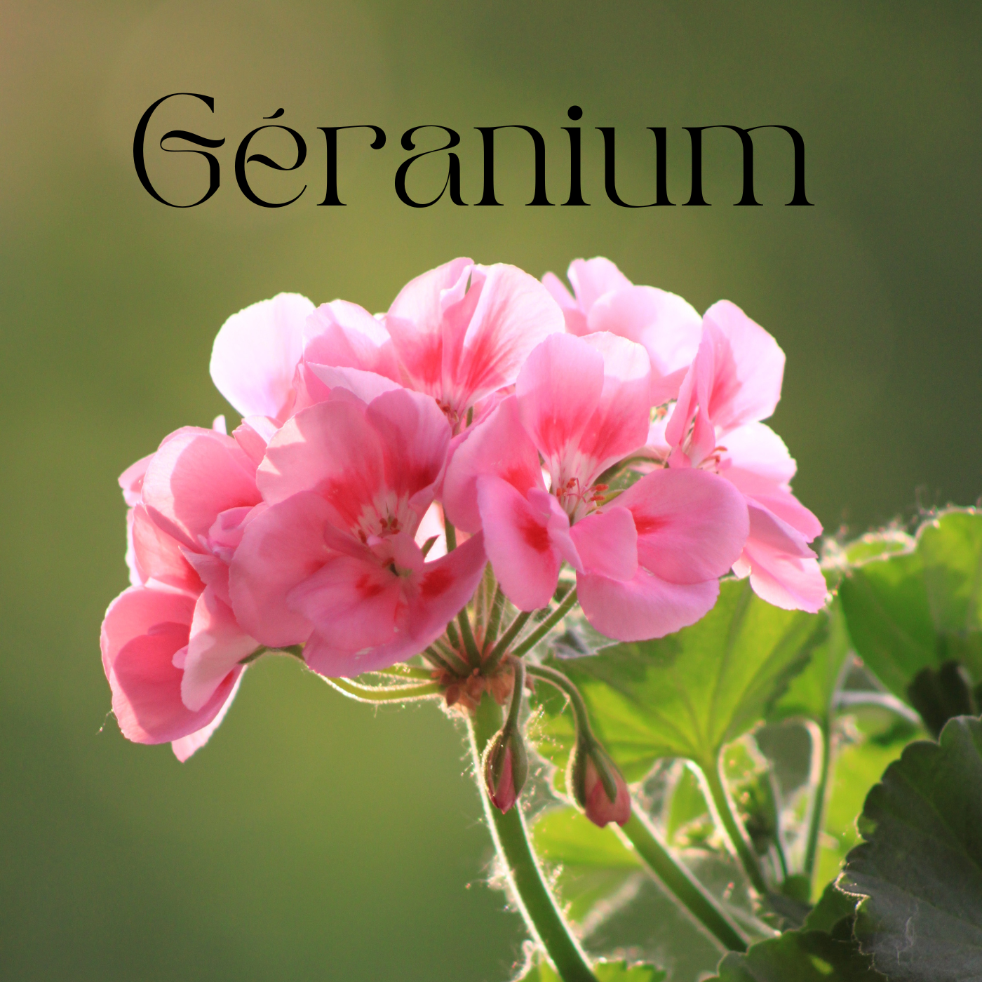 Fondants parfumés Fleuri