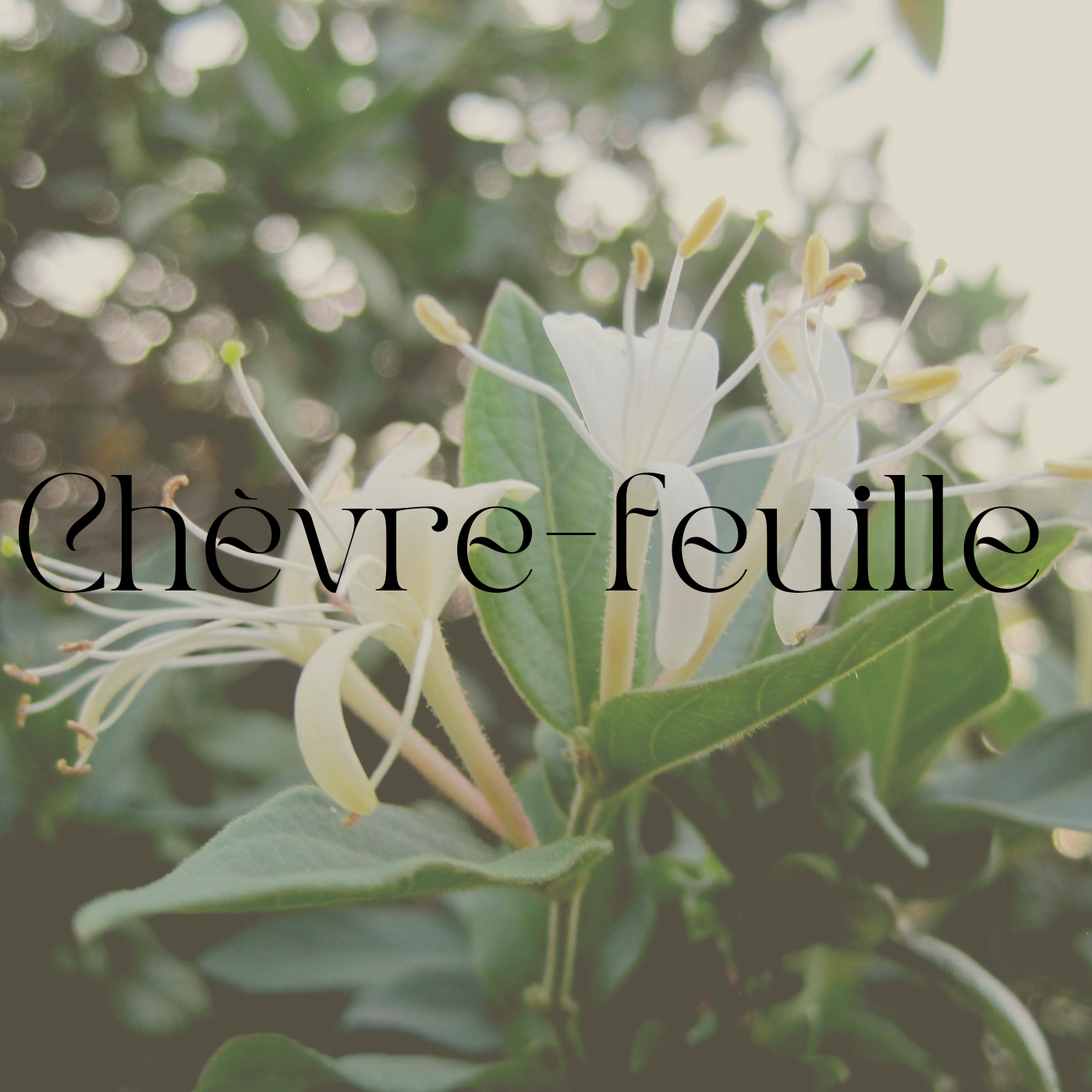 Fondants parfumés Fleuri