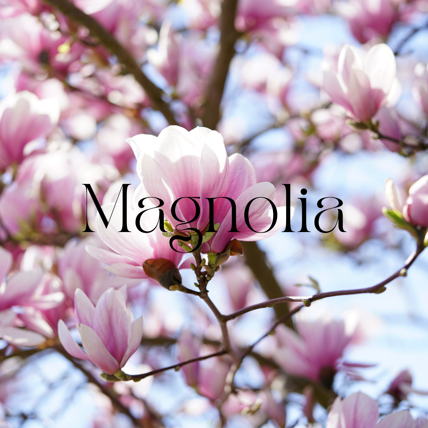 Fondants parfumés Fleuri