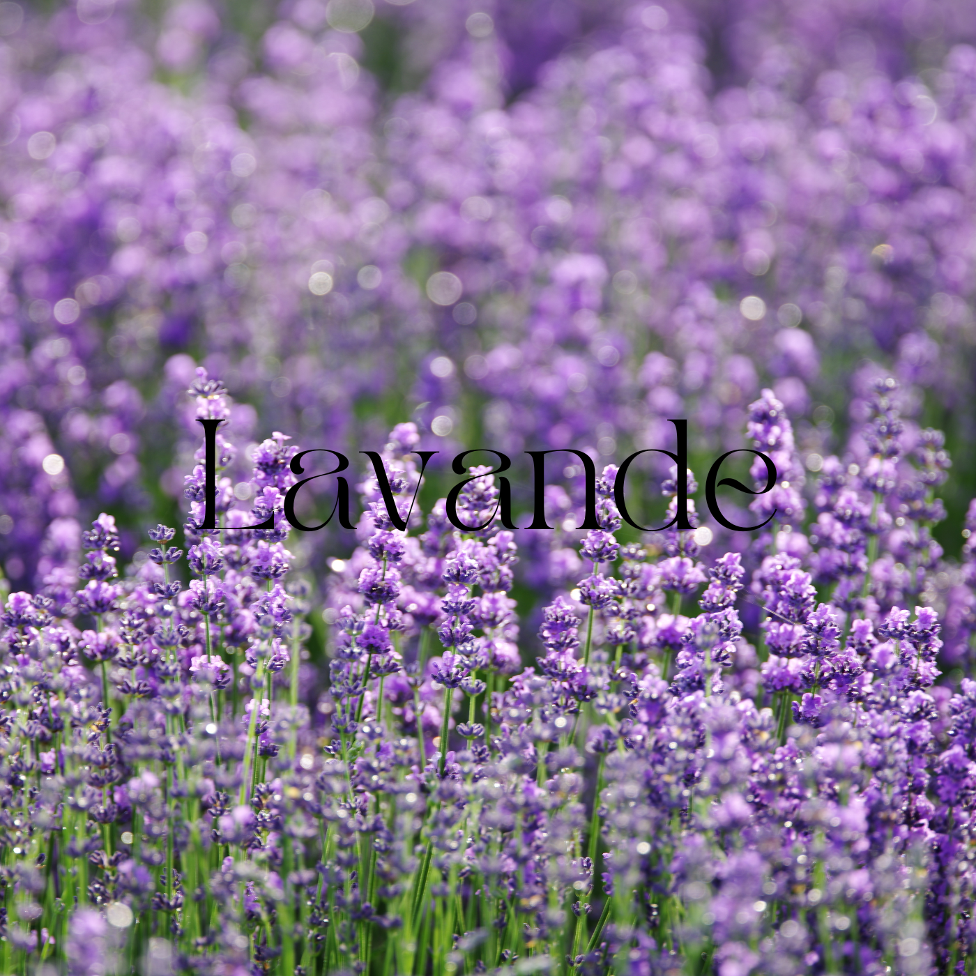 Fondants parfumés Fleuri